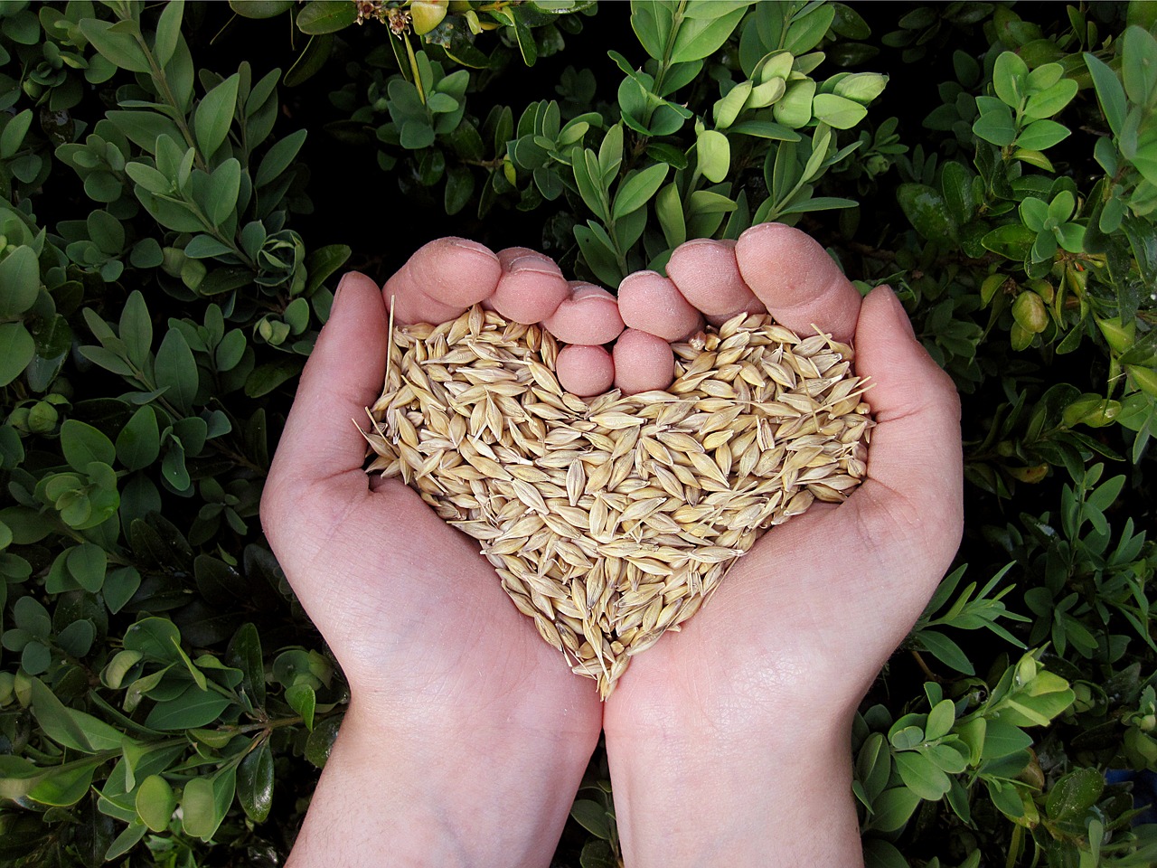 heart, hands, food