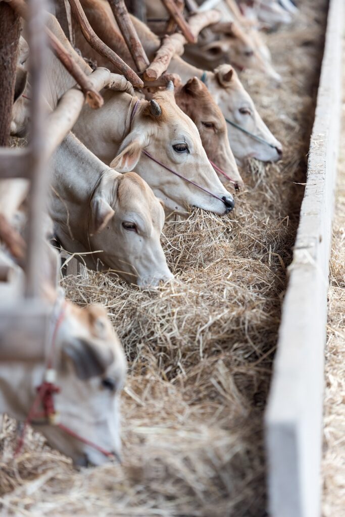 livestock, cows, cattle