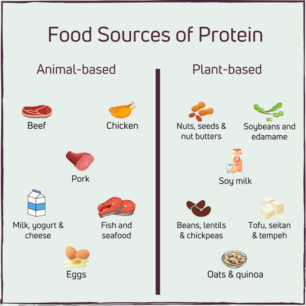 Your Simple Guide to Protein